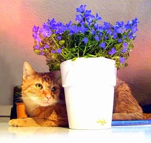 گربه و گلدان.سایت نوجوان ها (1)